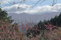 01ume2.jpg (78145 バイト)