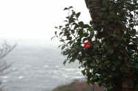 02tubaki2.jpg (62029 �o�C�g)