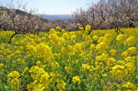 03nanohana.jpg (114936 バイト)