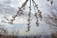 03ume31.jpg (72973 �o�C�g)