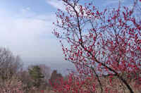 03ume32.jpg (96853 バイト)