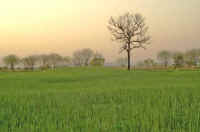 04akameyanagi.jpg (54623 �o�C�g)