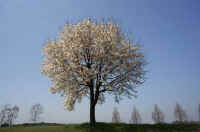 04kobusi3.jpg (61958 �o�C�g)