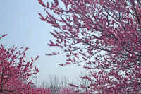 04momo.jpg (109949 �o�C�g)