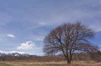 04nasi.jpg (56144 バイト)