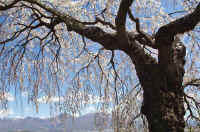 04sakura52.jpg (109219 バイト)