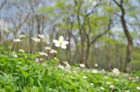 05nirinnsou.jpg (63375 �o�C�g)