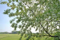 05niseakasiya.jpg (95612 バイト)