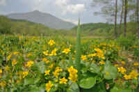 05ryuukinnka.jpg (68414 �o�C�g)