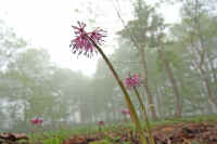 05syoujoubakamaJPG.jpg (53699 �o�C�g)