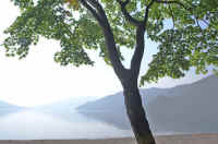 06kaede6.jpg (73829 �o�C�g)