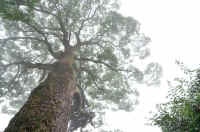 06kusu.jpg (80877 �o�C�g)