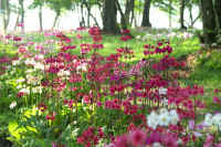 06sakurasouJPG.jpg (99497 �o�C�g)