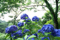 07ajisai7.jpg (100324 �o�C�g)