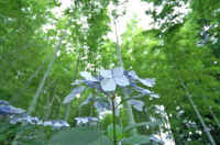 07gakuajisai.jpg (75072 �o�C�g)