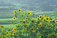 08himawari2.jpg (78905 �o�C�g)