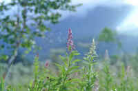 08hozakisimotuke9.jpg (53894 バイト)