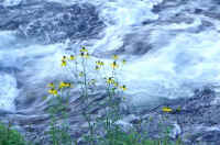 08oohanngonnsou.jpg (75649 �o�C�g)