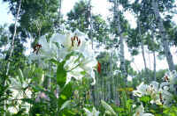 08sukasiyuri8.jpg (99378 �o�C�g)