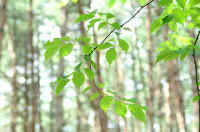 08wakaba.jpg (65459 �o�C�g)