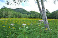 08yotubahiyodori.jpg (75225 �o�C�g)