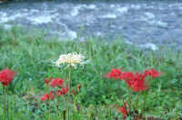 09higannbana.jpg (66178 バイト)