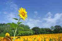 09himawari.jpg (60529 �o�C�g)