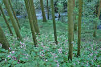 09syuukaidou10.jpg (96849 バイト)