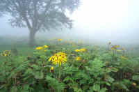 09tuwabuki9.jpg (62681 �o�C�g)