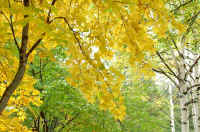 10itayakaede.jpg (109139 �o�C�g)