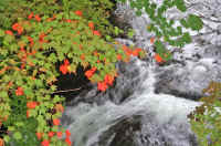 10kaede10.jpg (89000 バイト)