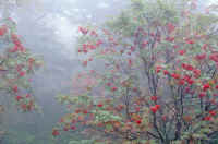 10nanakamado10.jpg (73267 �o�C�g)