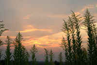 10seitakaawadatisou10.jpg (68067 �o�C�g)