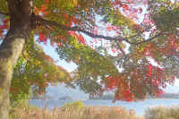 11kaede113.jpg (101426 バイト)