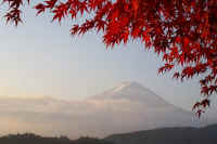 11kaede11.jpg (62217 �o�C�g)