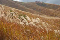 11susuki11.jpg (92358 �o�C�g)