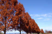 12metasekoiya12.jpg (82928 バイト)