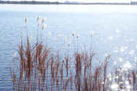 12susuki12.jpg (79806 �o�C�g)