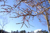 0602nisikigi.jpg (89757 �o�C�g)