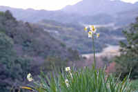 0602suisenn.jpg (56524 �o�C�g)