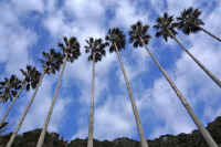 0602yasi.jpg (66358 �o�C�g)