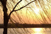 0603sidareyanagi.jpg (104523 バイト)