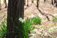 0603suisenn.jpg (77091 �o�C�g)