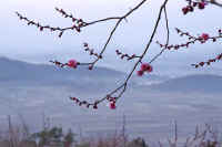 0603ume2.jpg (54932 バイト)