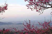 0603ume.jpg (78220 �o�C�g)