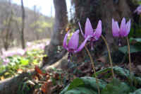 0604katakuri.jpg (60191 �o�C�g)