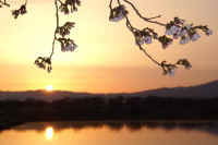 0604someiyosino.jpg (51590 �o�C�g)