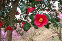 0604tubaki.jpg (88834 バイト)