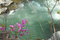 0605mitubatutuji.jpg (66397 �o�C�g)