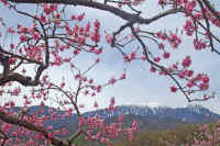 0605momo.jpg (93300 �o�C�g)